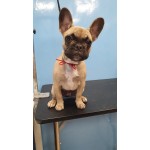Цялостен Грууминг Master of Puppies Цялостен Грууминг Master of Puppies