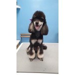 Цялостен Грууминг Master of Puppies Цялостен Грууминг Master of Puppies