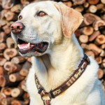 Rogz Mocha Bone Рогз Нагръдник за Куче Rogz Mocha Bone Рогз Нагръдник за Куче