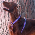 Rogz Purple Forest Рогз Нагръдник за Куче Rogz Purple Forest Рогз Нагръдник за Куче