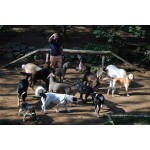 Хотел за кучета Hubba Hubba Pets Dog Hotel Хотел за кучета Hubba Hubba Pets Dog Hotel