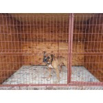 Хотел за кучета Pets Heaven Hotel Хотел за кучета Pets Heaven Hotel