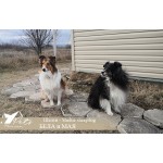Хотел за кучета Pets Heaven Hotel Хотел за кучета Pets Heaven Hotel