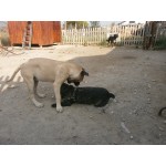 Хотел за кучета Trifonov Land Dog Hotel
