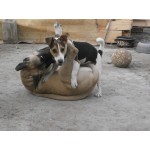 Хотел за кучета Trifonov Land Dog Hotel
