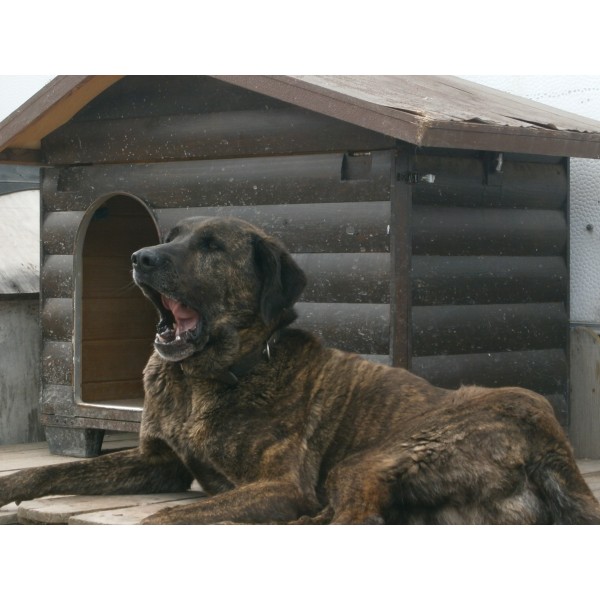 Хотел за кучета Trifonov Land Dog Hotel
